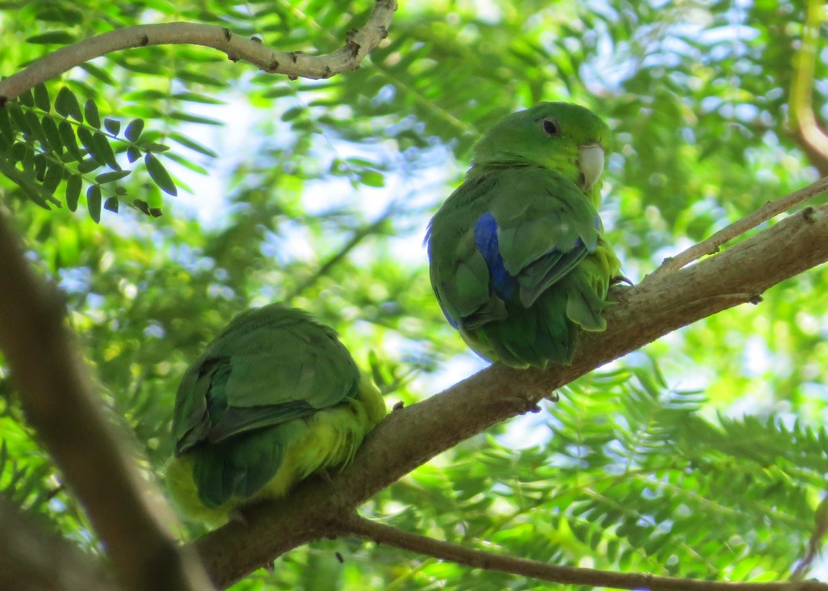Blauflügel-Sperlingspapagei - ML93305051