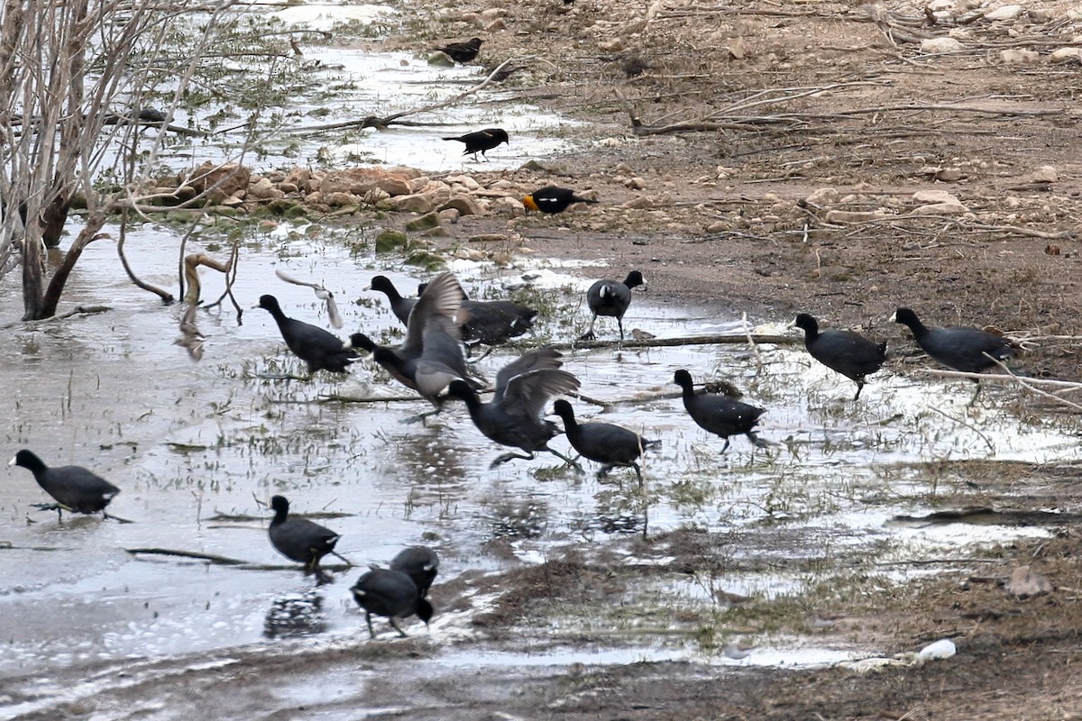 American Coot - ML93305081