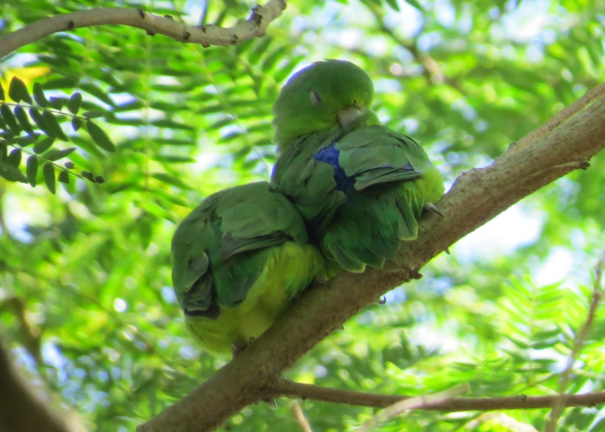 Blauflügel-Sperlingspapagei - ML93305101