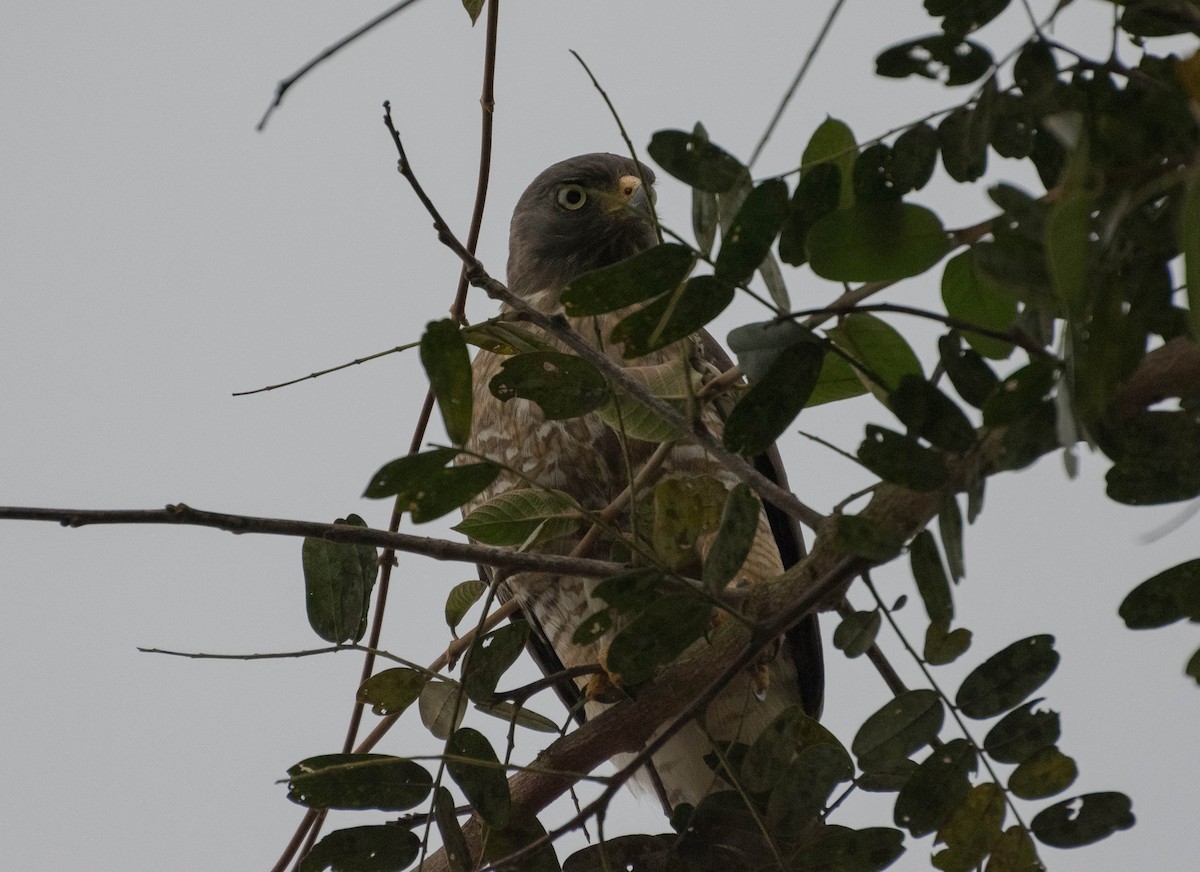 Roadside Hawk - Naíla  Lepre