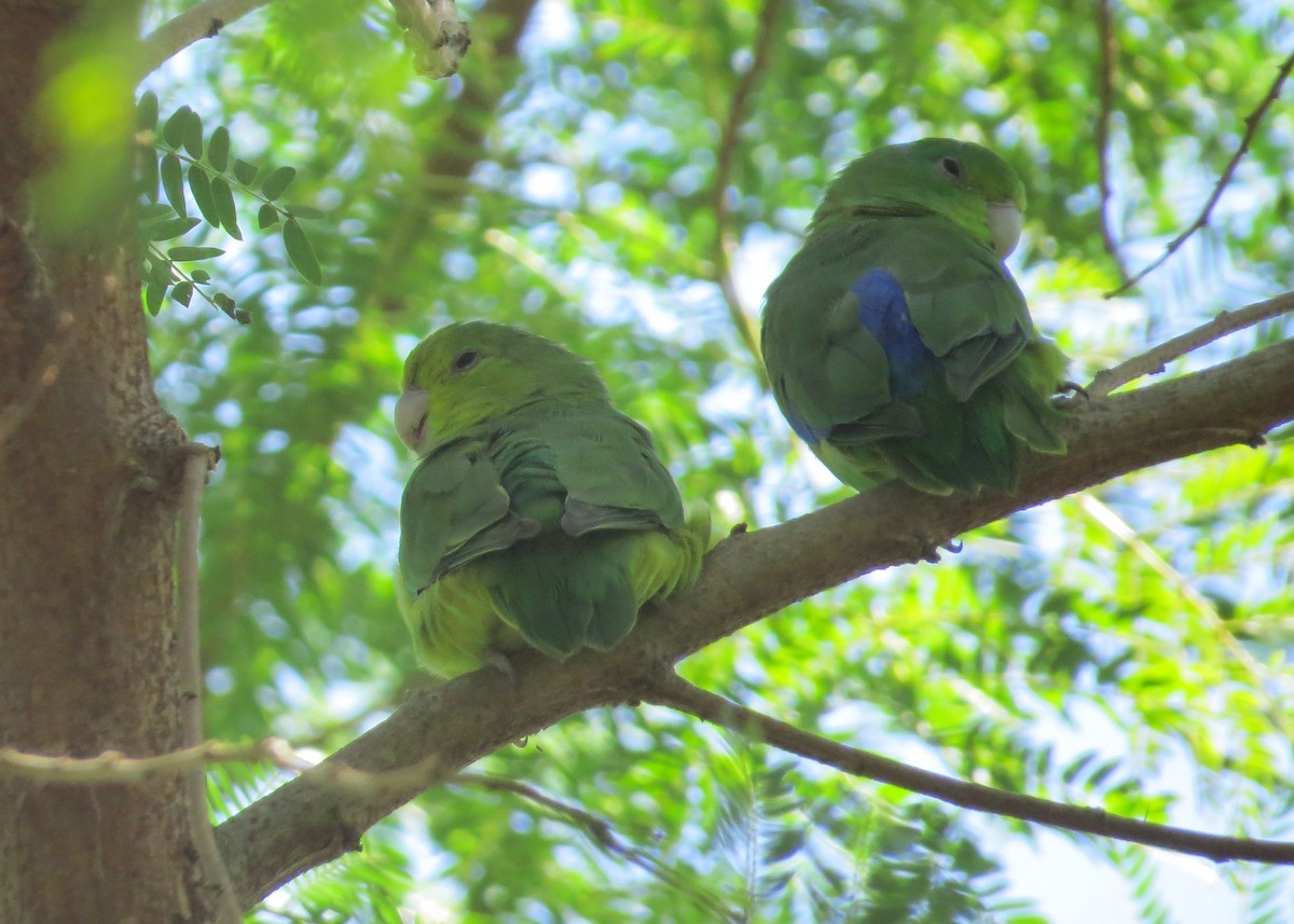 Blauflügel-Sperlingspapagei - ML93305211