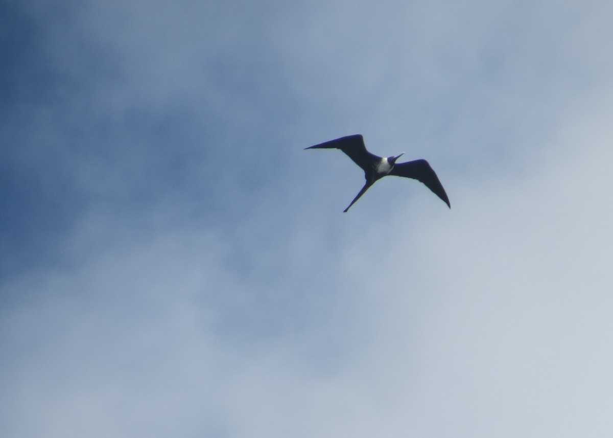Prachtfregattvogel - ML93305461