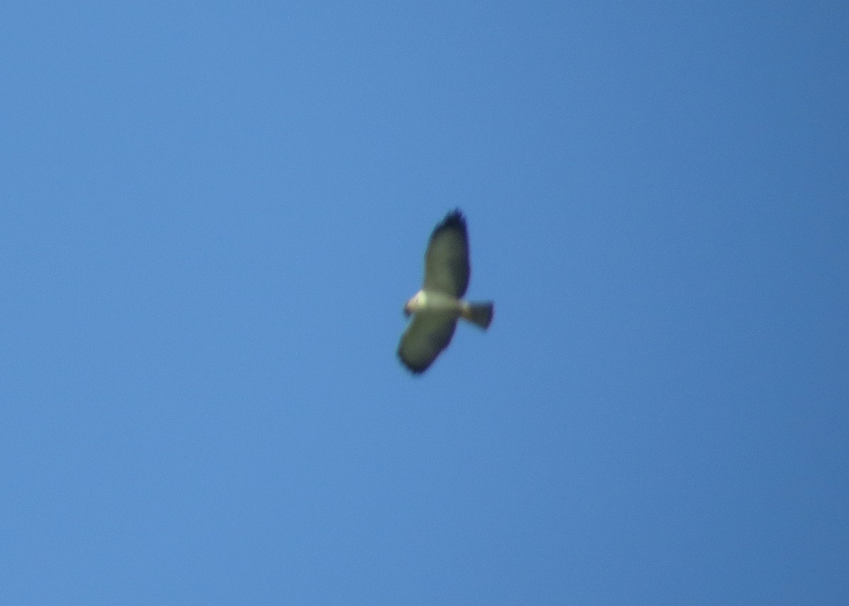 Kurzschwanzbussard - ML93305491