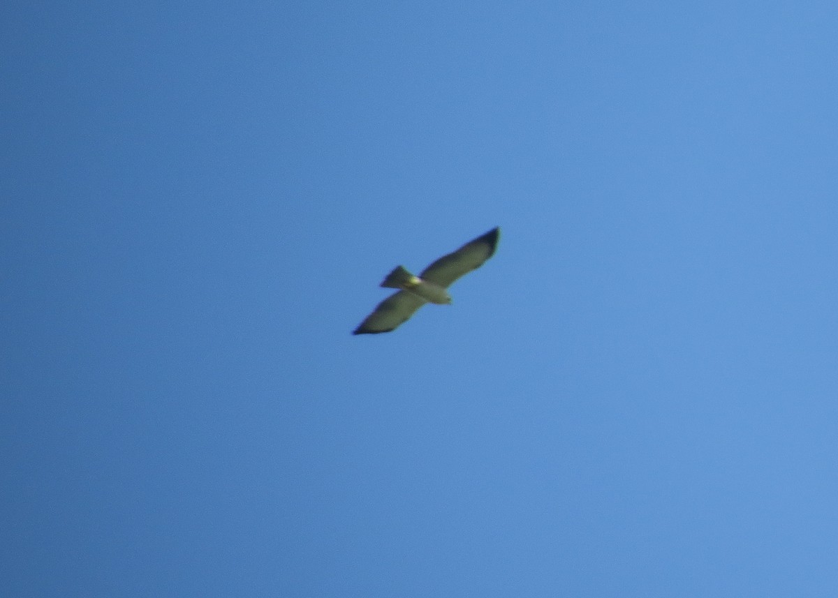 Kurzschwanzbussard - ML93305501