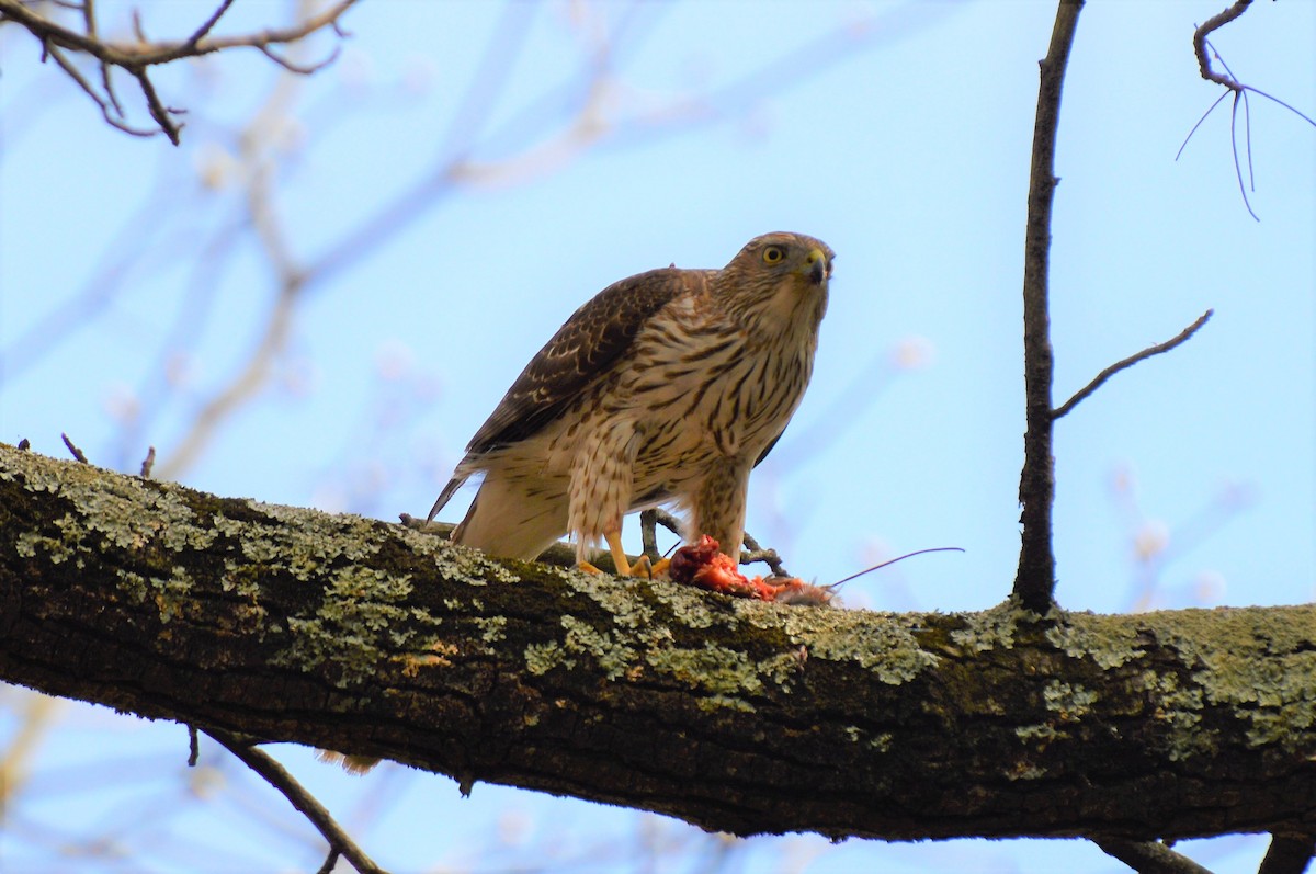 Cooper's Hawk - ML93306011