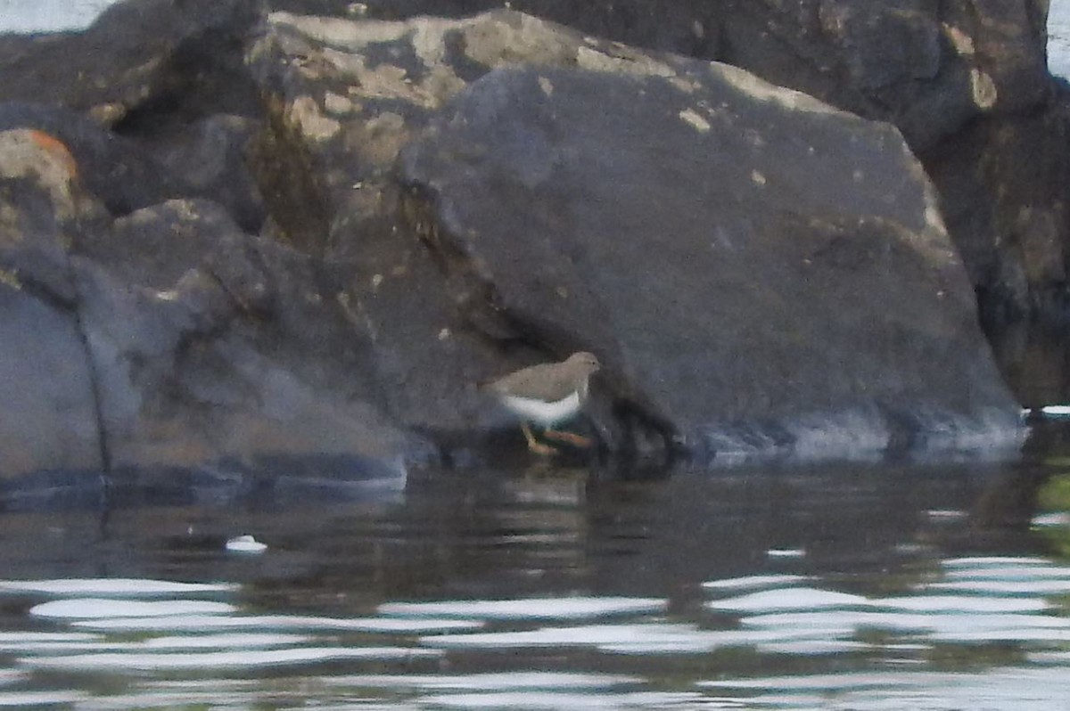 Spotted Sandpiper - Milton Hobbs