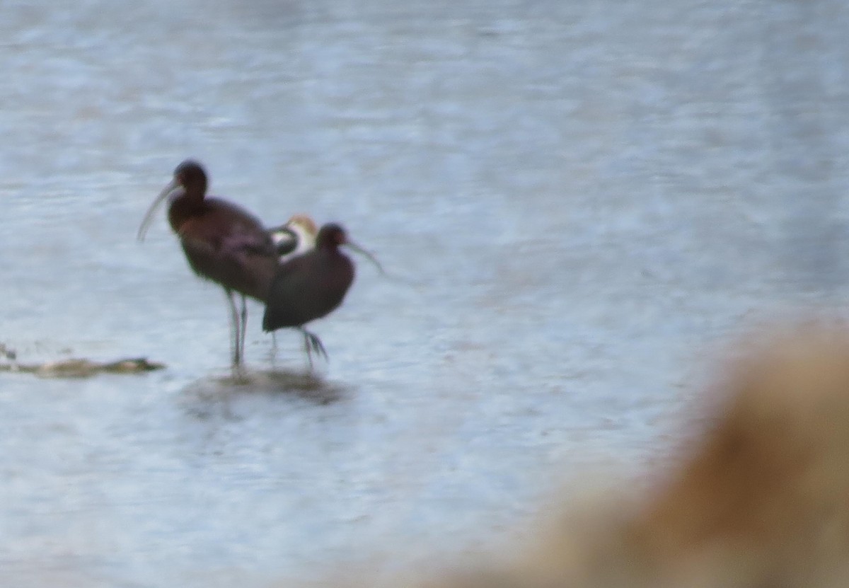 White-faced Ibis - ML93307711