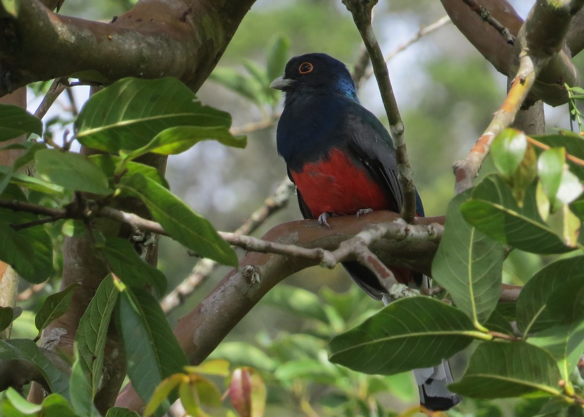 Surucua Trogon - Ian Gardner