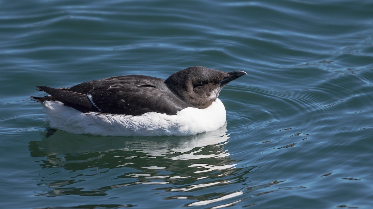 Thick-billed Murre - ML93310121
