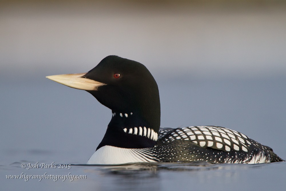 Yellow-billed Loon - ML93311561