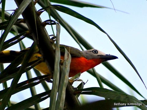 Fiery-breasted Bushshrike - ML93311771