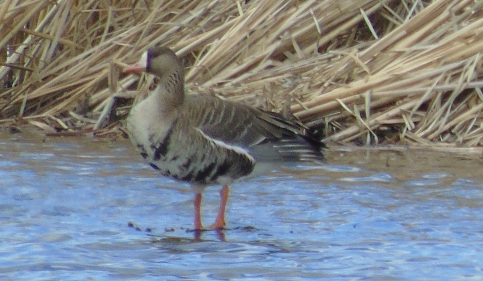 Greater White-fronted Goose - Mike & MerryLynn  Denny
