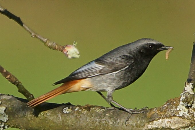 Black Redstart - ML93311791