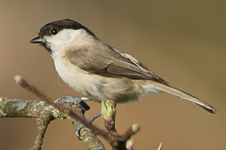 Marsh Tit - Heiko Heerklotz