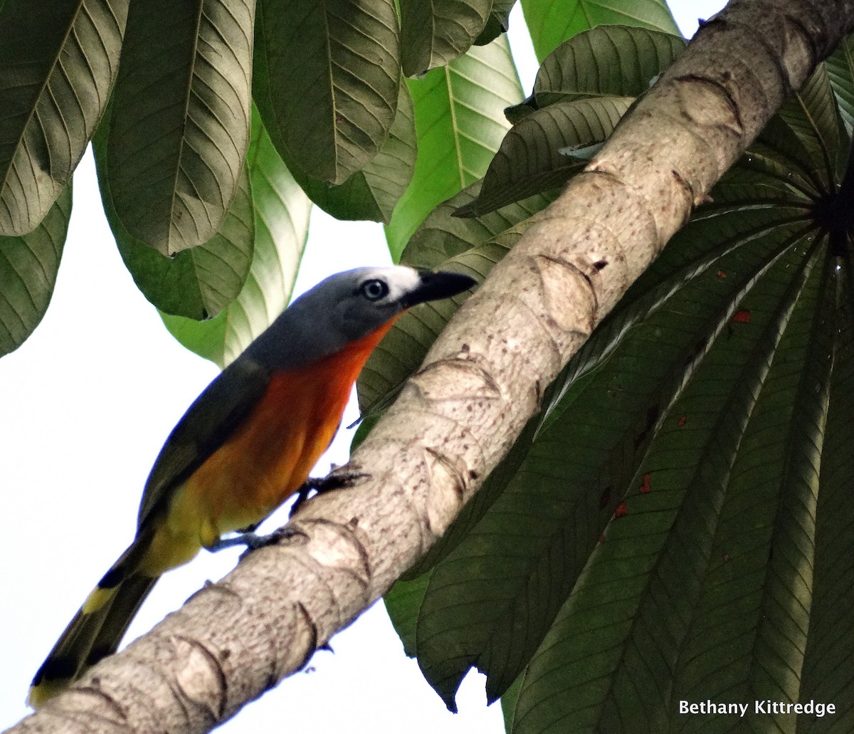 Fiery-breasted Bushshrike - Bethany Kittredge