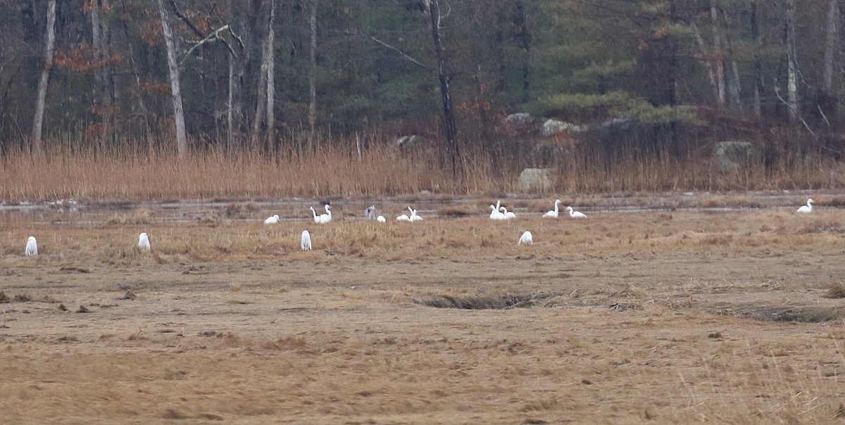 Great Egret - ML93312671