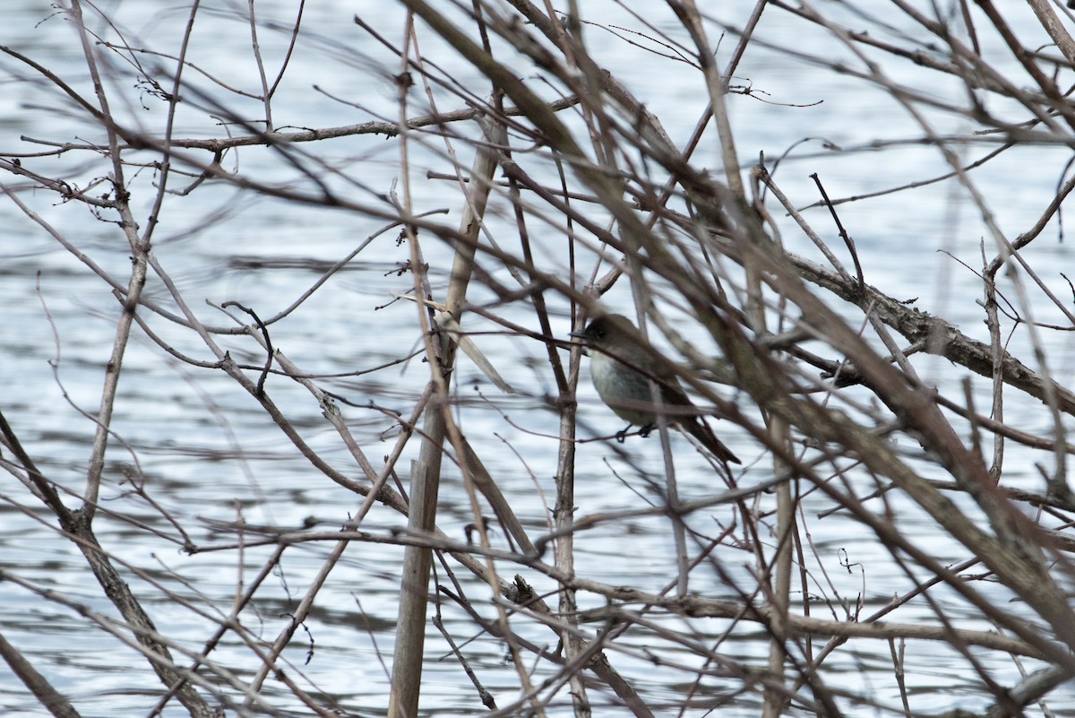 ツキヒメハエトリ - ML93313111