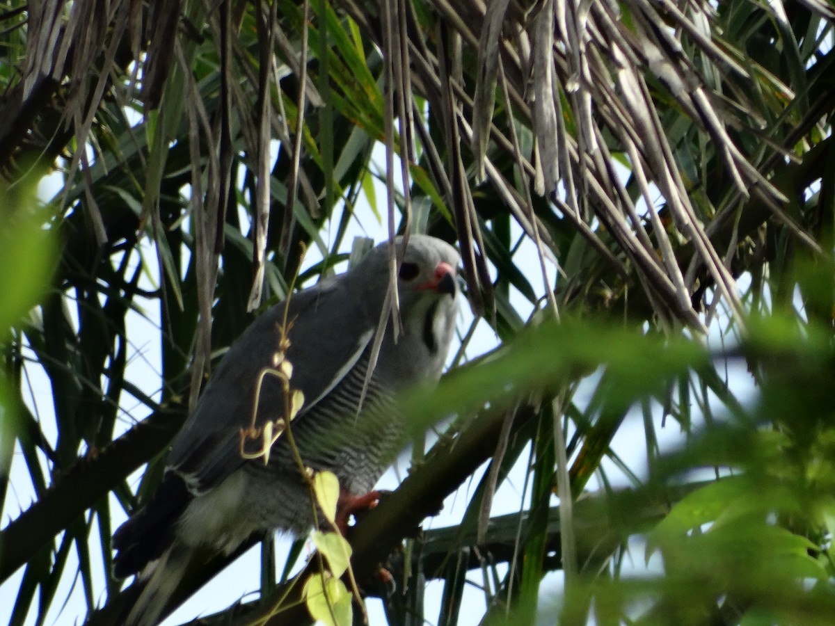 Lizard Buzzard - ML93313991