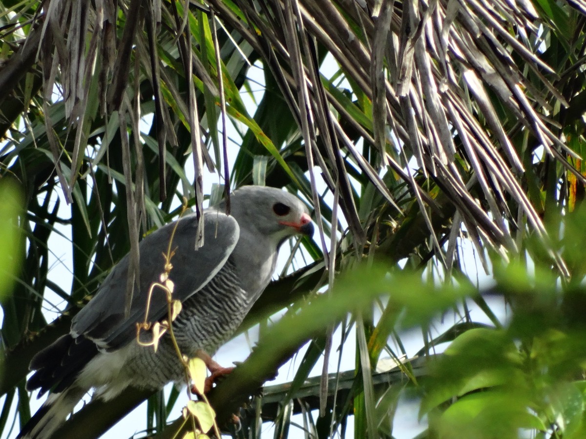 Lizard Buzzard - ML93314001