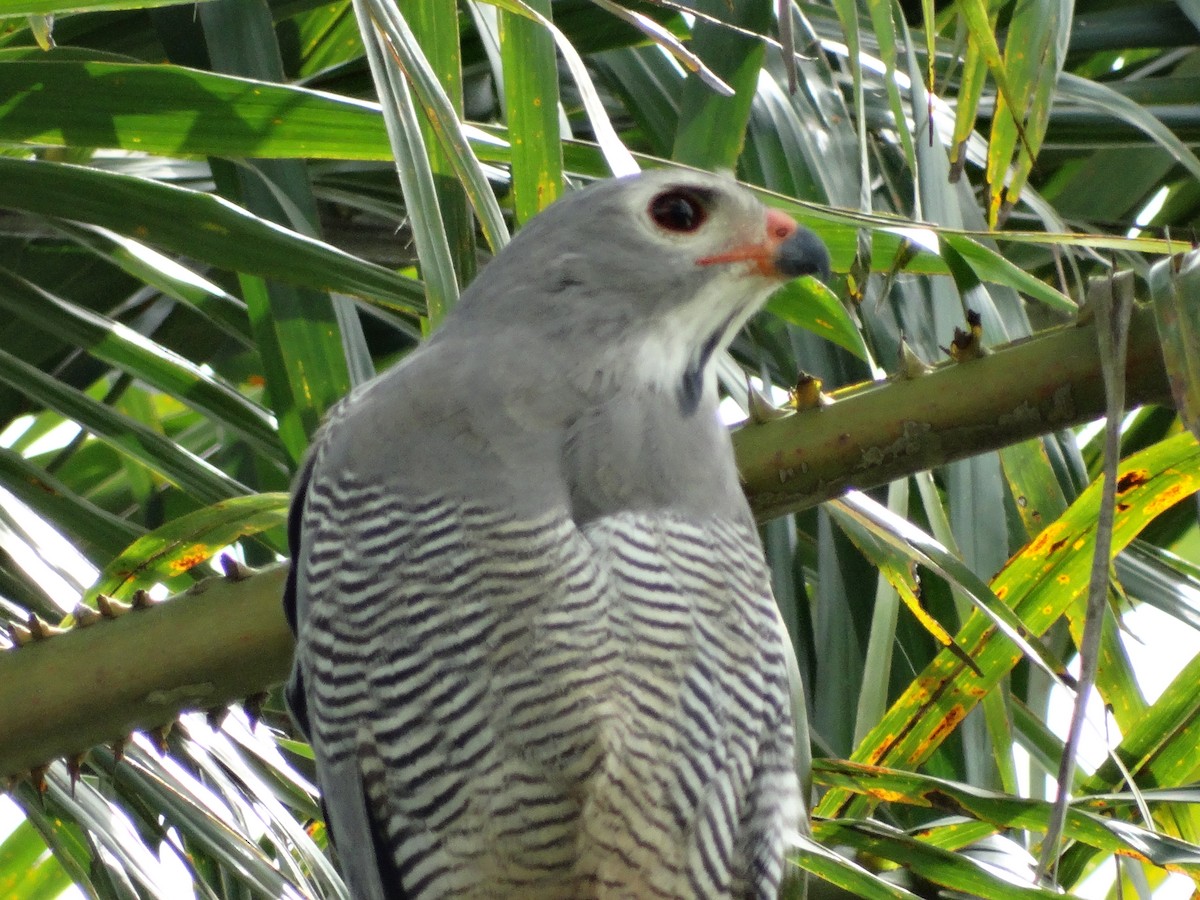 Lizard Buzzard - ML93314501