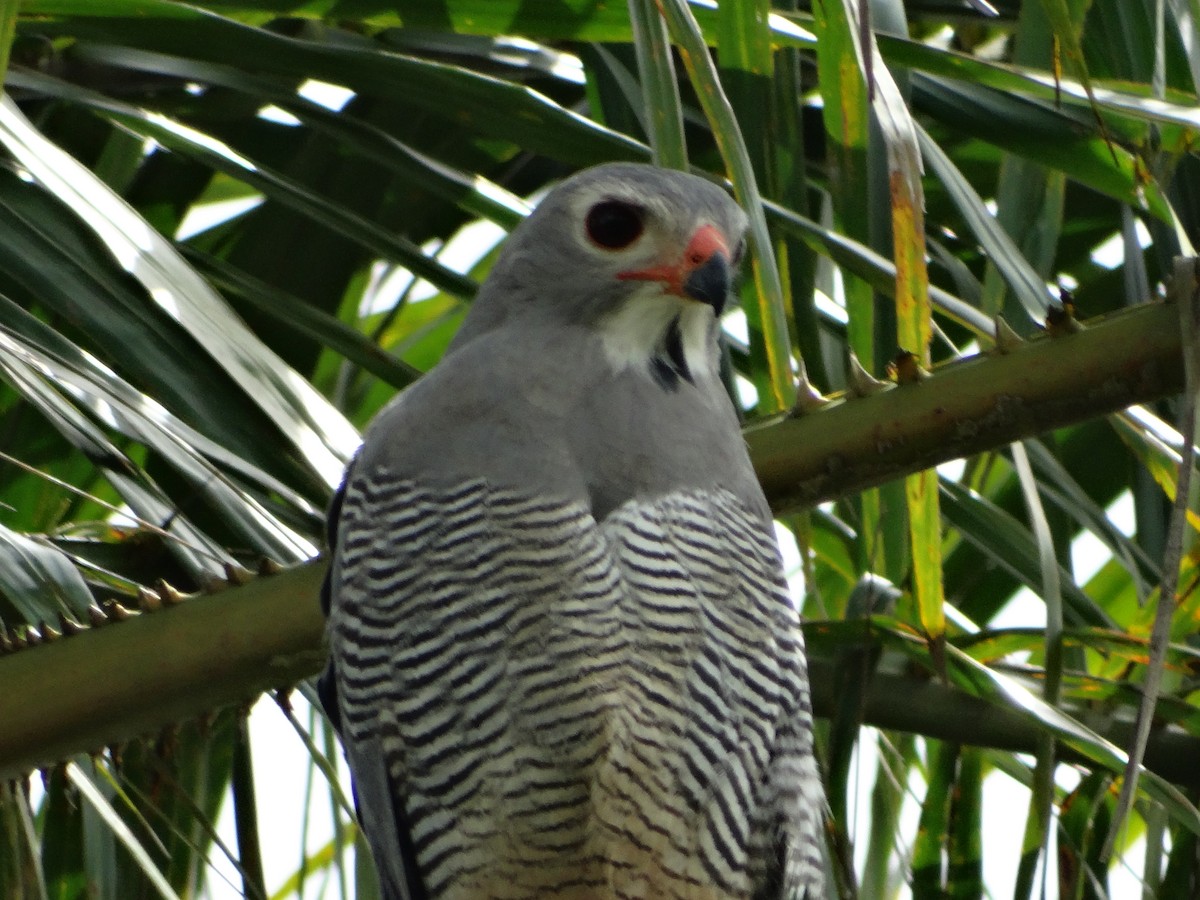 Lizard Buzzard - ML93314561