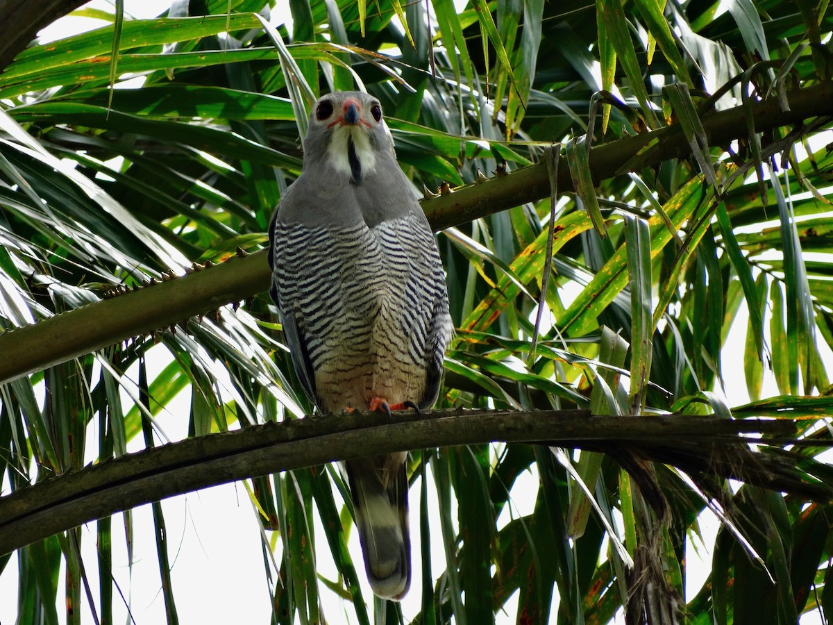 Lizard Buzzard - ML93314601