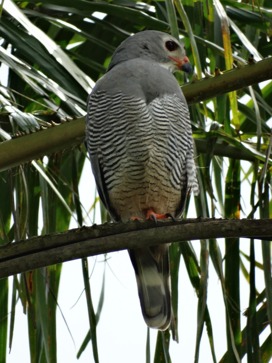 Lizard Buzzard - ML93314691