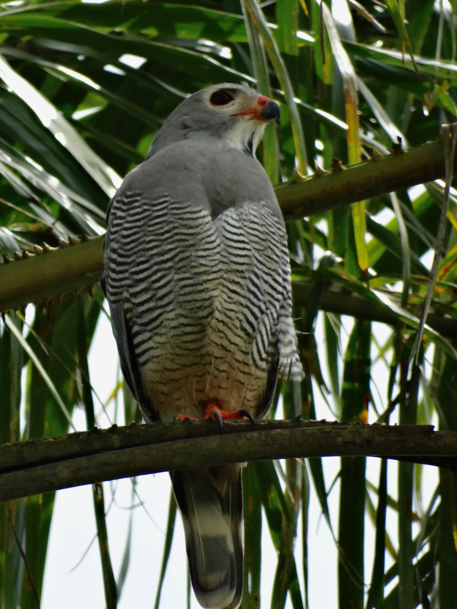 Lizard Buzzard - ML93314721