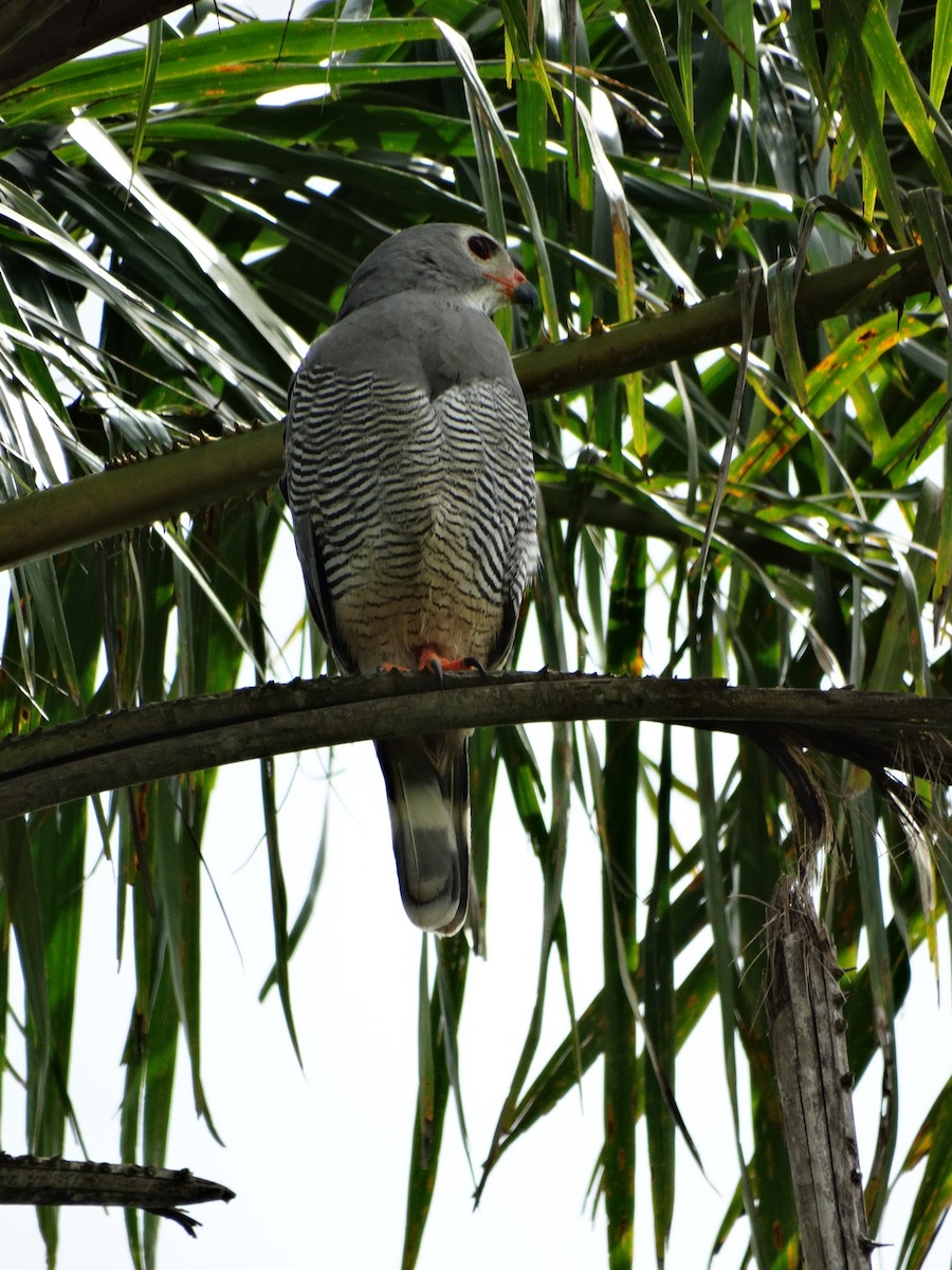 Lizard Buzzard - Bethany Kittredge