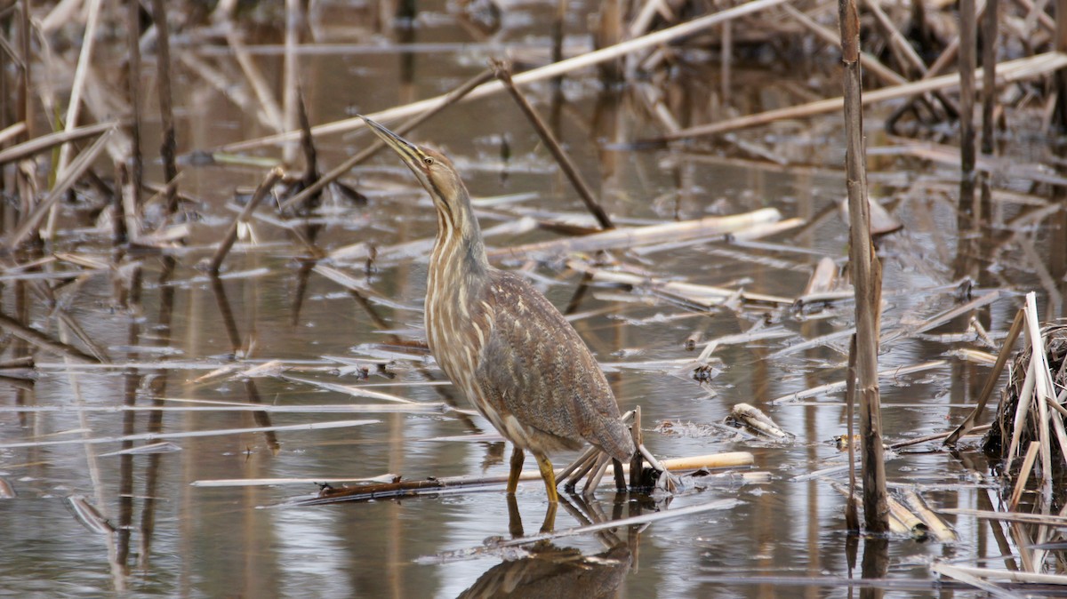 American Bittern - ML93314891