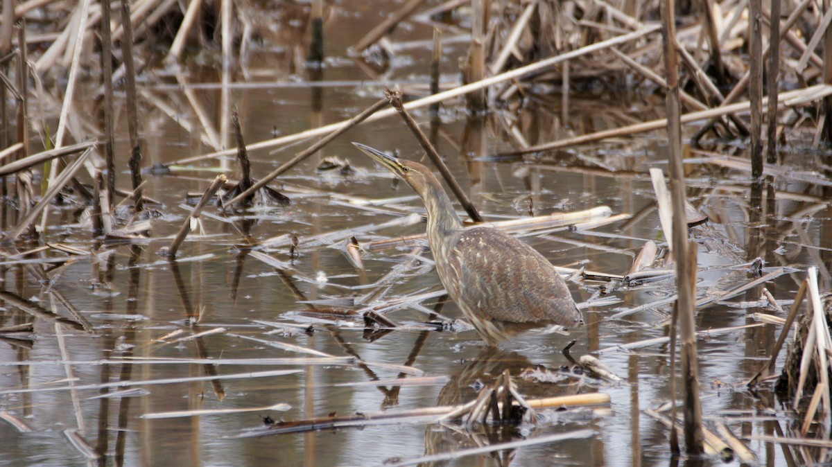 American Bittern - ML93314981