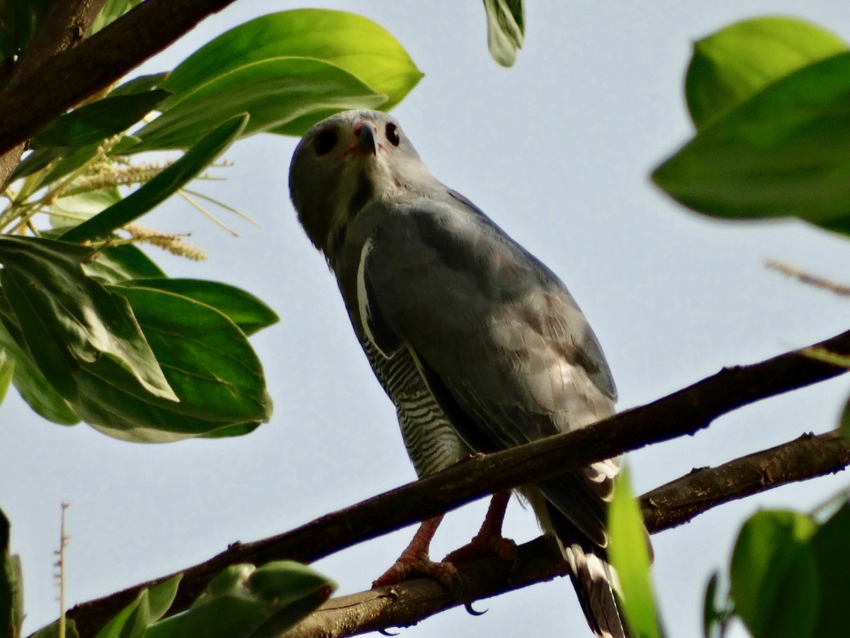 Lizard Buzzard - ML93315371