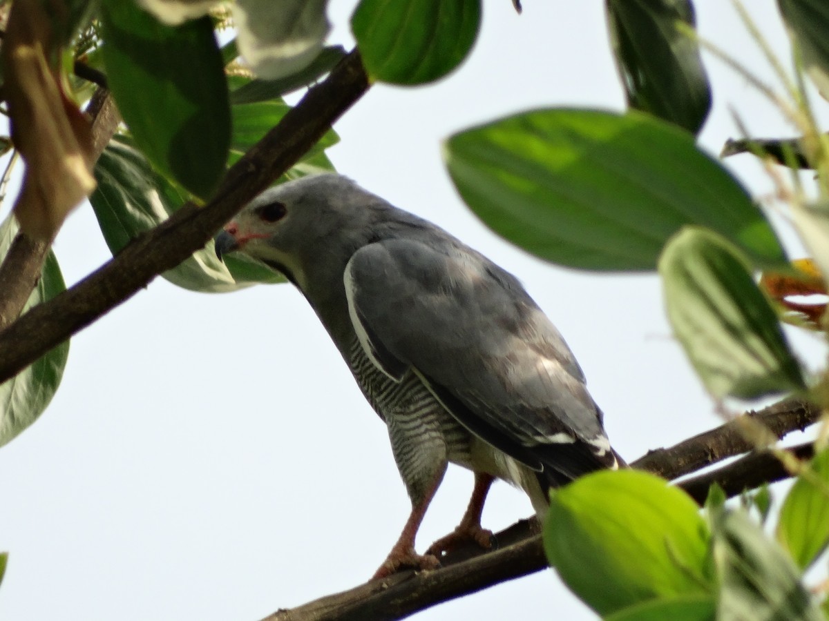 Lizard Buzzard - ML93315391