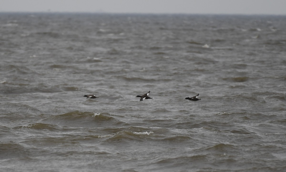 White-winged Scoter - John Miller