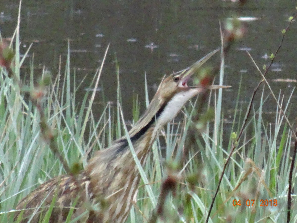 American Bittern - ML93321601