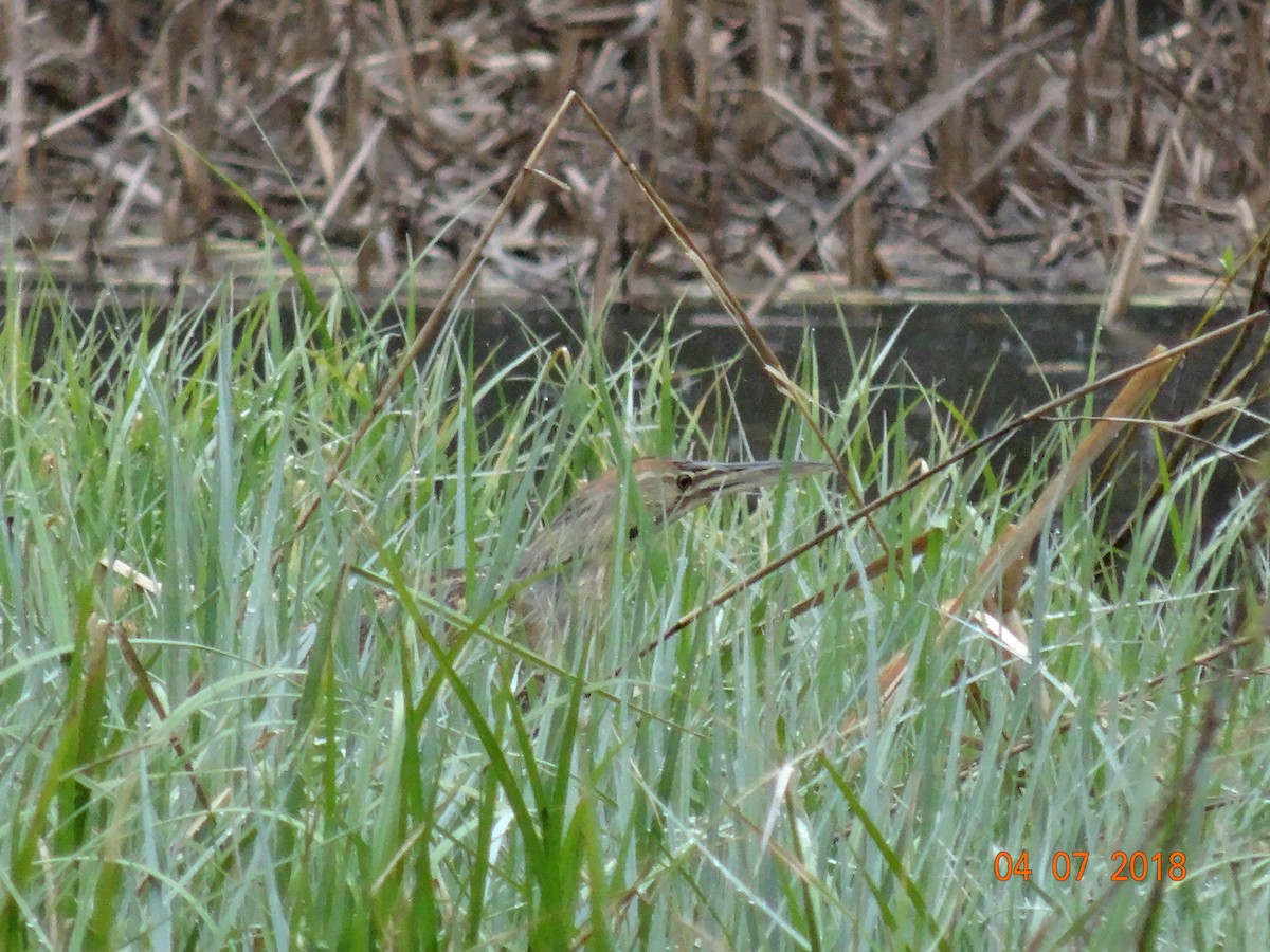 American Bittern - ML93321611