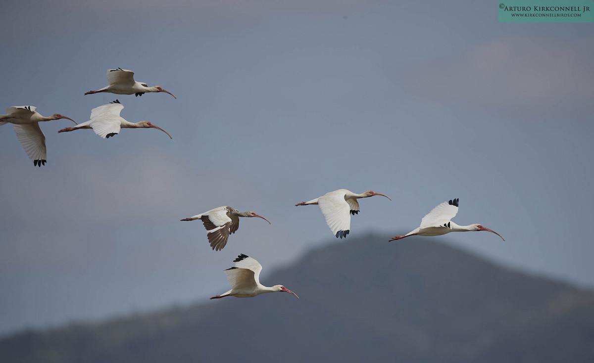 White Ibis - ML93322351