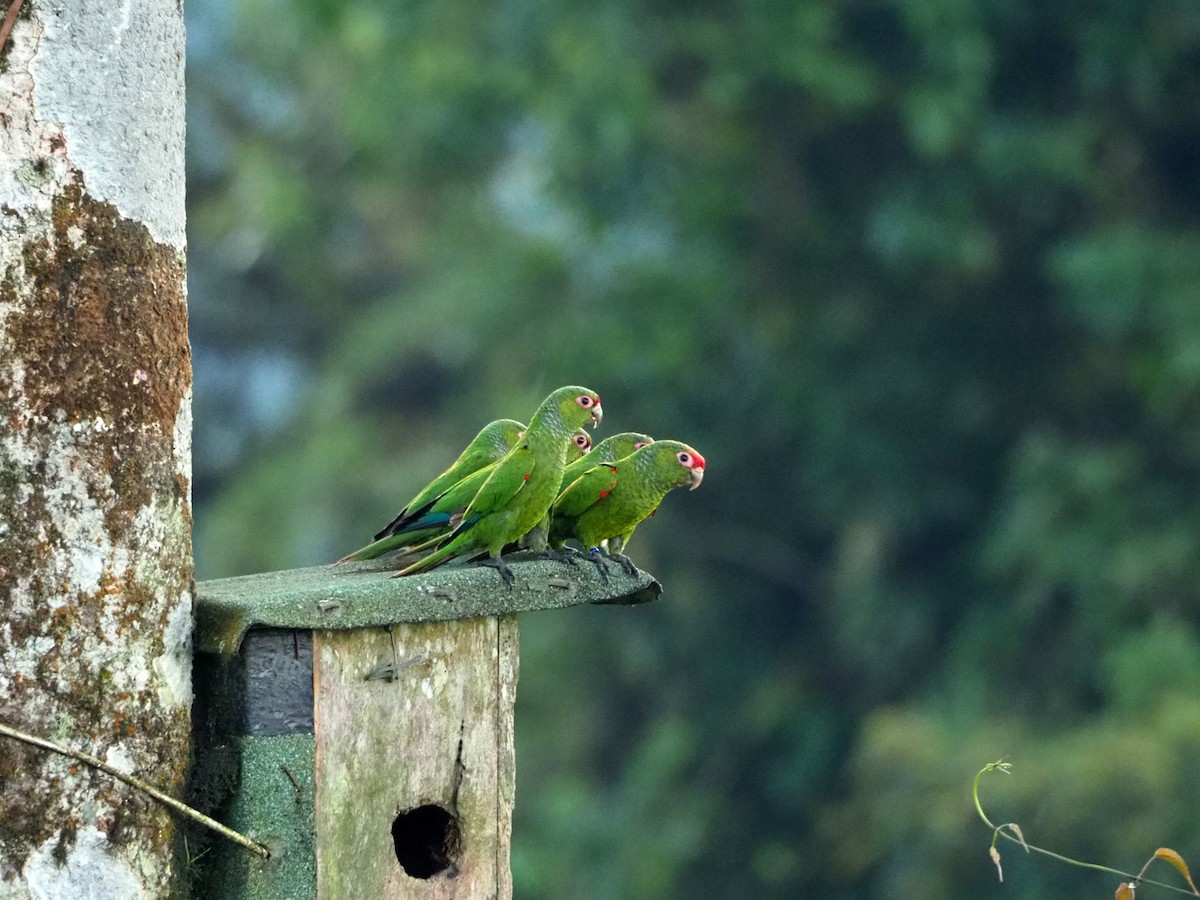 El Oro Parakeet - Scott Ramos
