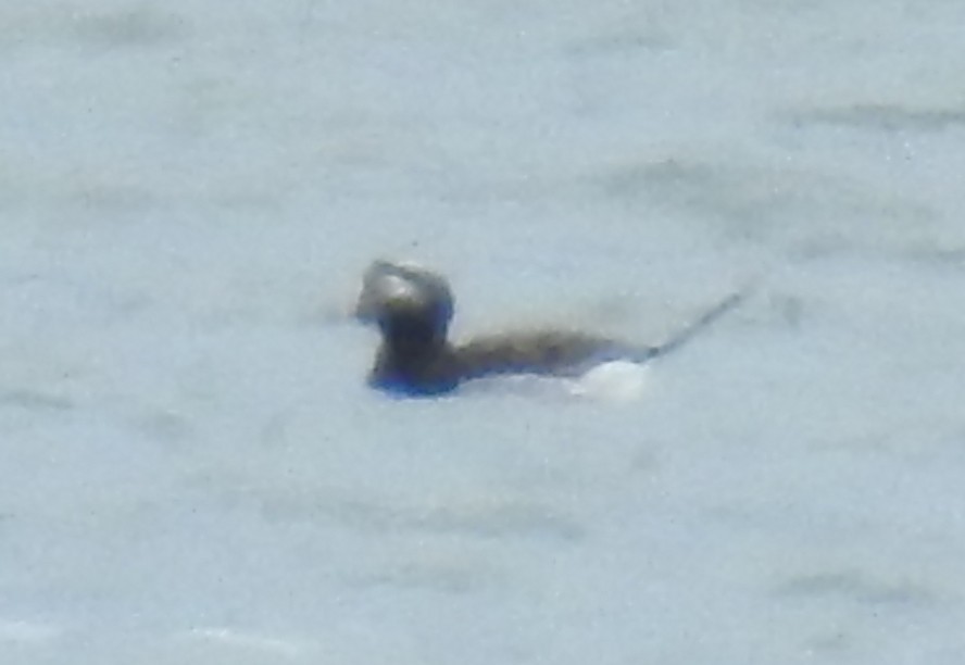 Long-tailed Duck - ML93324311