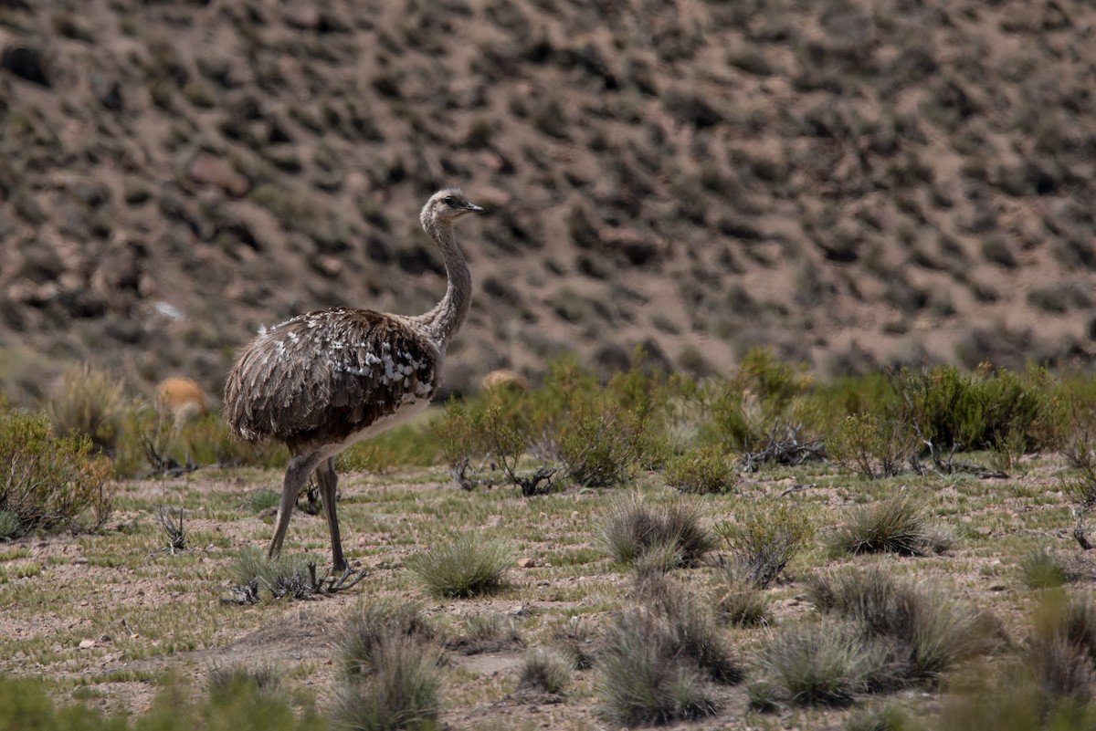 Lesser Rhea - ML93324401