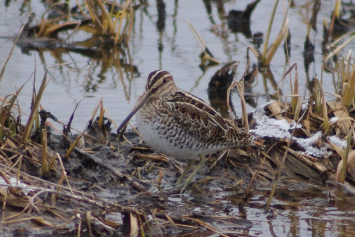 Wilson's Snipe - ML93324501