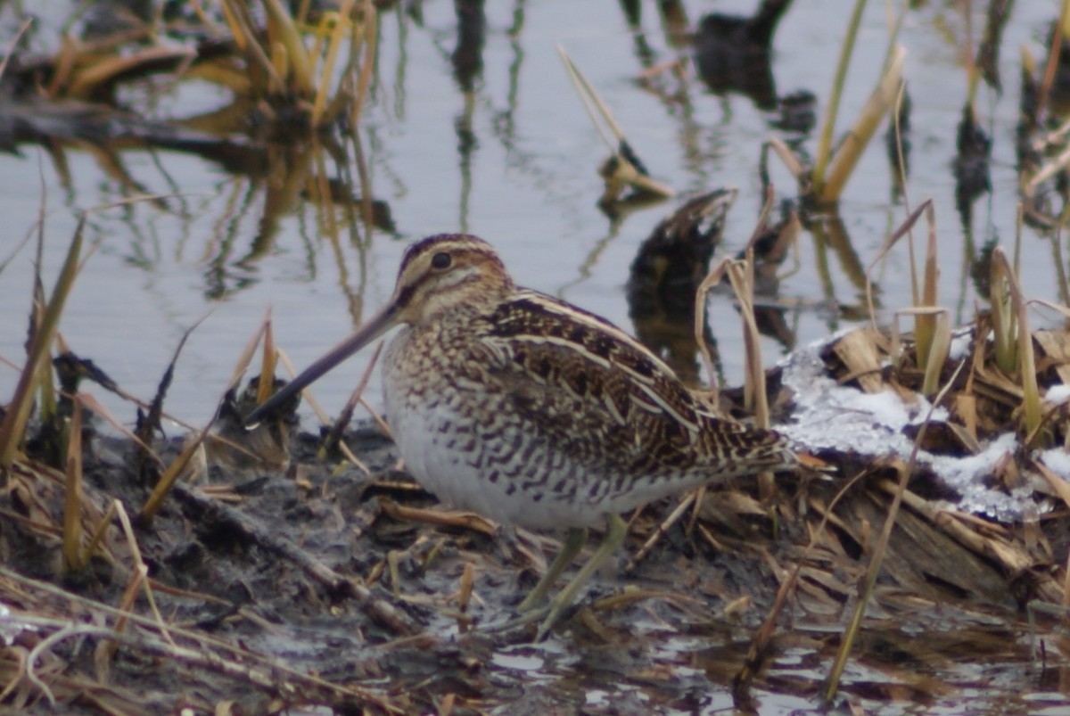 Wilson's Snipe - ML93324611