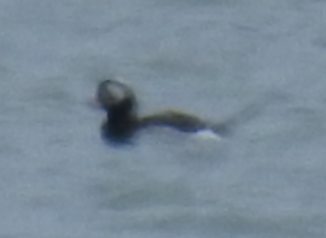 Long-tailed Duck - ML93324631