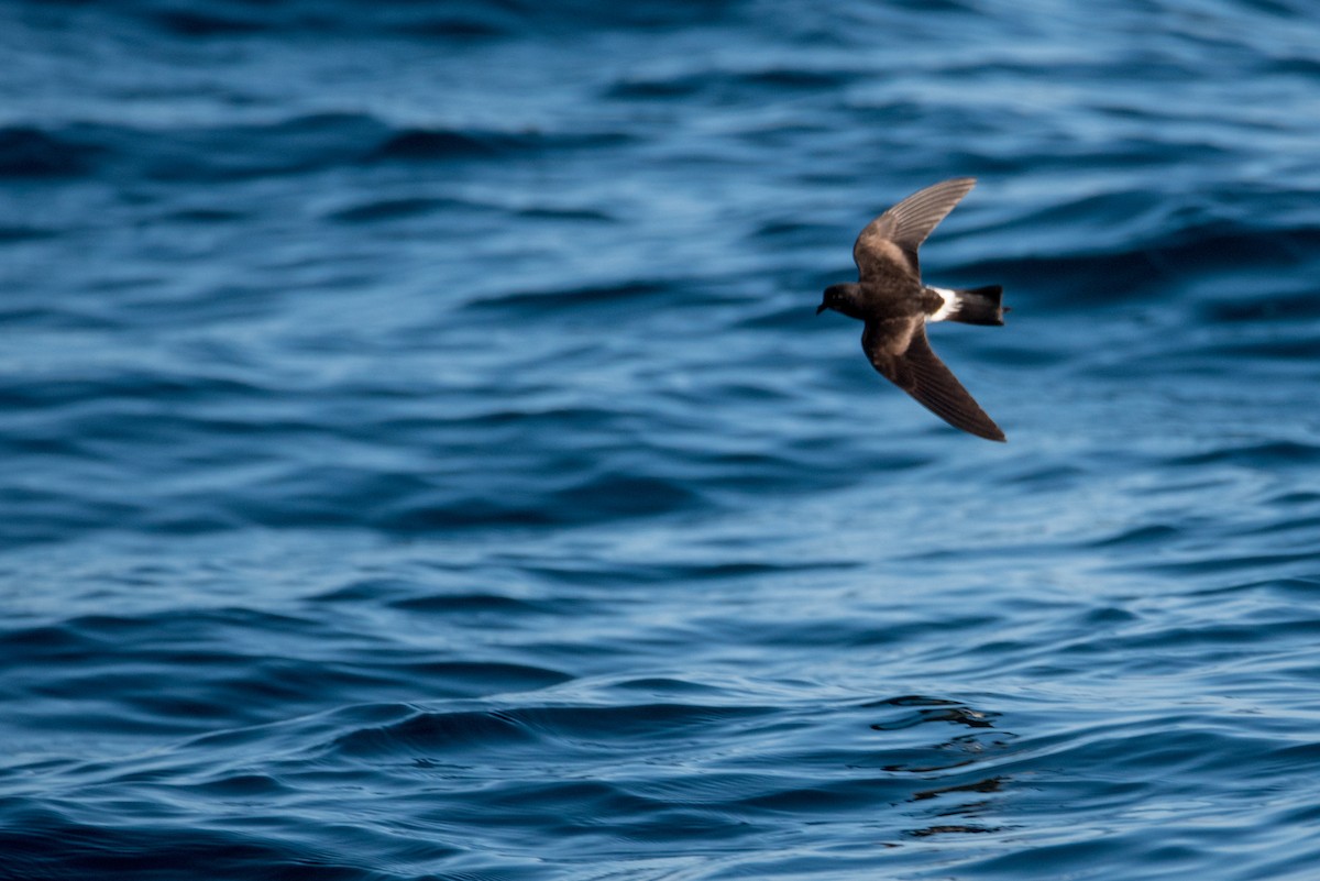 Wilson's Storm-Petrel - ML93324651