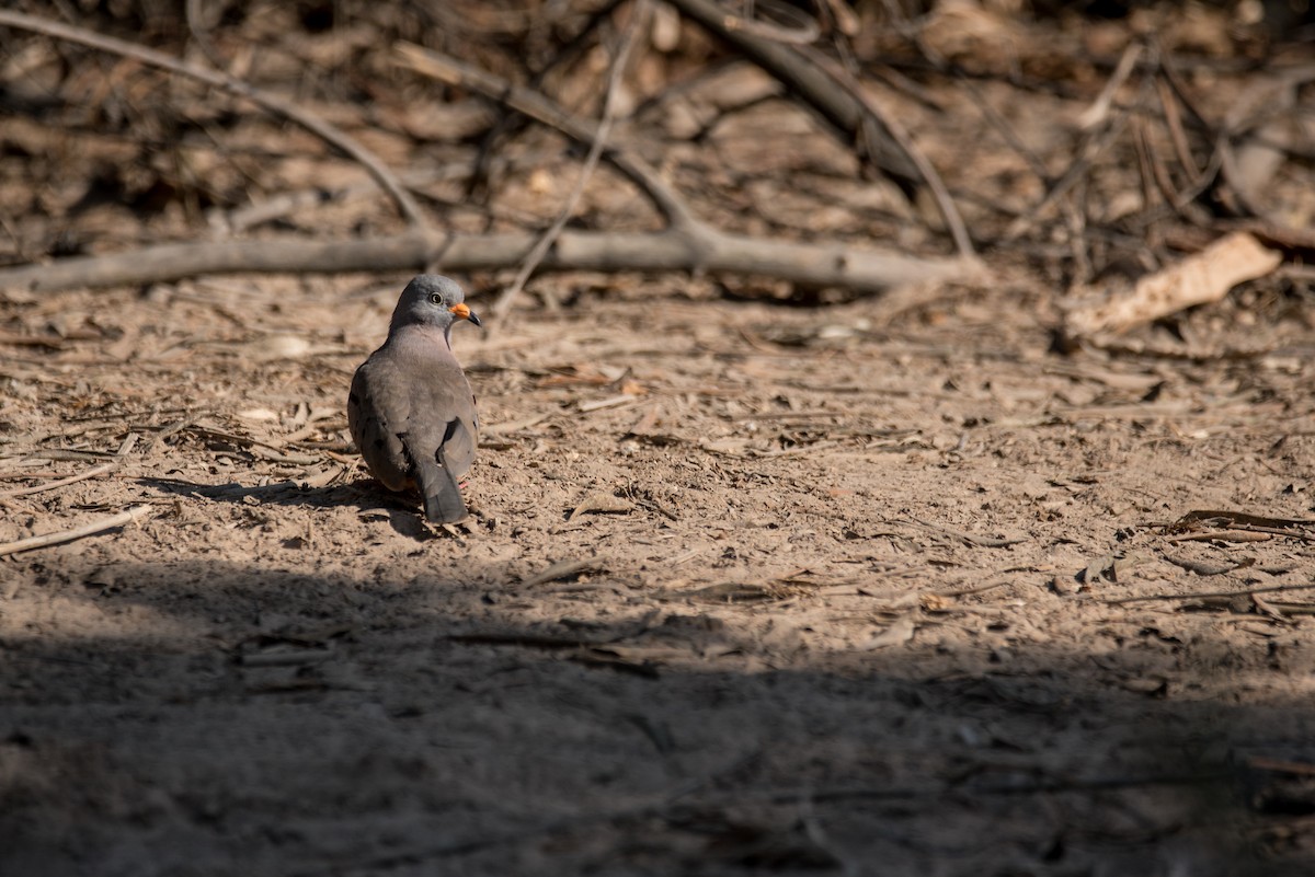 Croaking Ground Dove - ML93324831