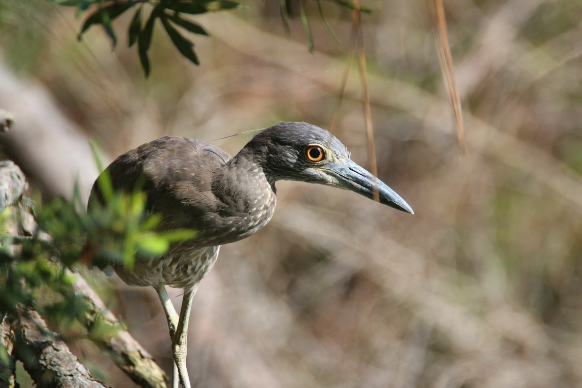 Yellow-crowned Night Heron - Jean-Luc Betoulle