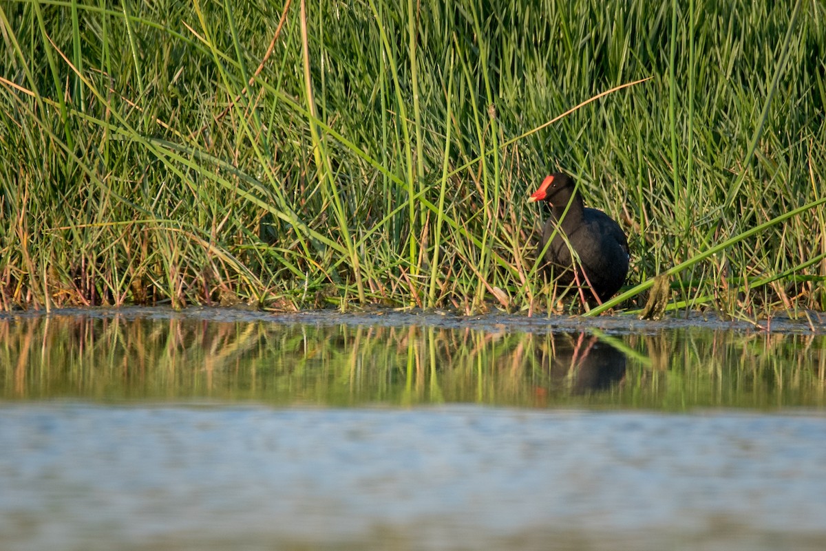 Common Gallinule - ML93325291