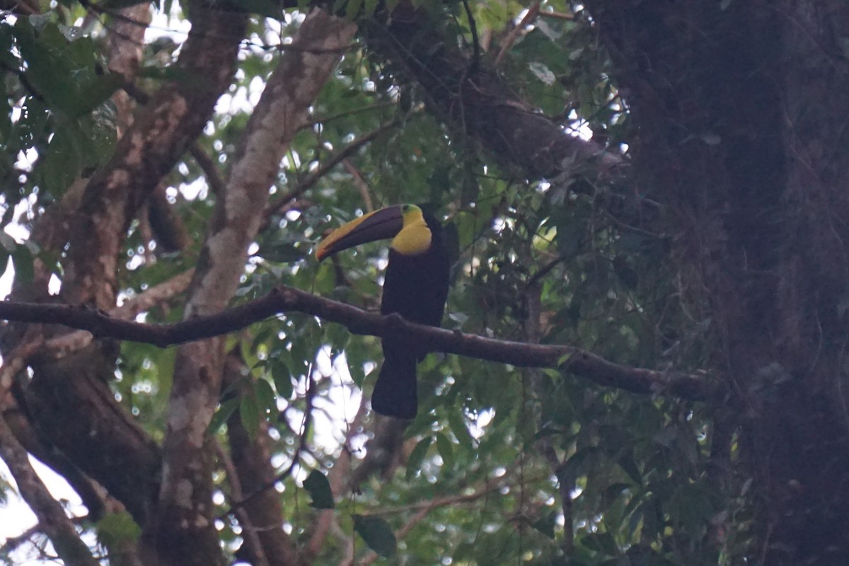 Yellow-throated Toucan - Jeffrey Roth