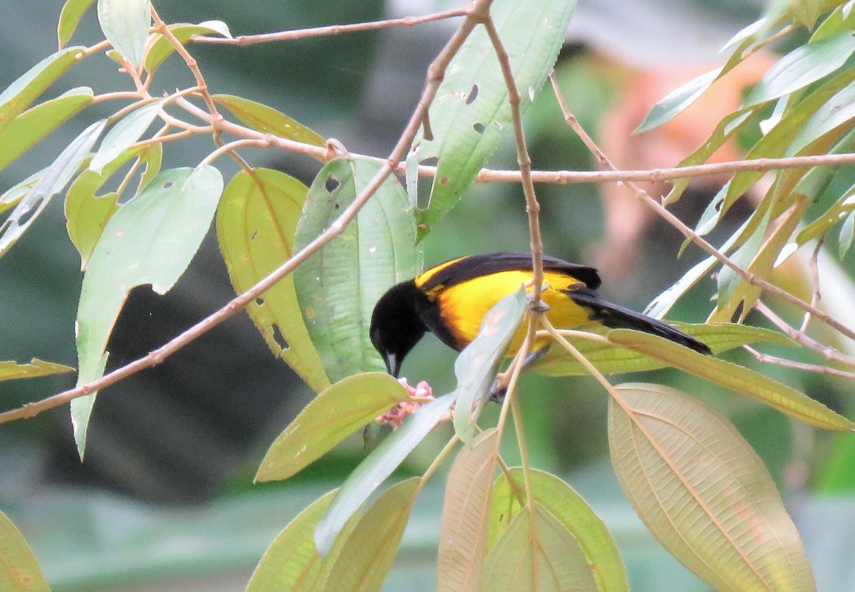Black-cowled Oriole - ML93325771