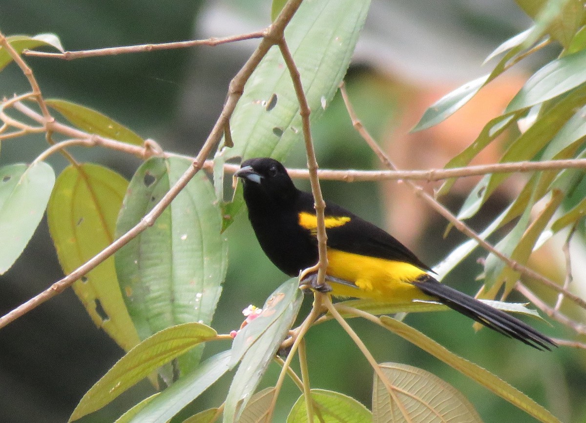 Black-cowled Oriole - ML93325841